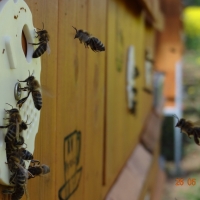 Včelařství Vysoká