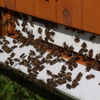 Včelařství Vysoká
